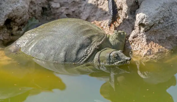 How to take care of a Chinese Softshell Turtle