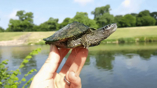 How to take care of a Mississippi Map Turtle