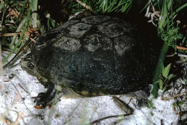 How to take care of a Musk Turtle