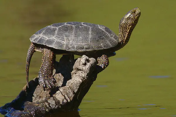 How to take care of a Western Pond Turtle