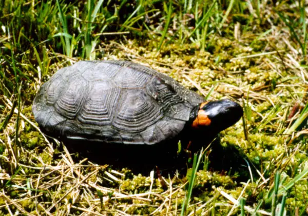 How to take care of your bog turtles