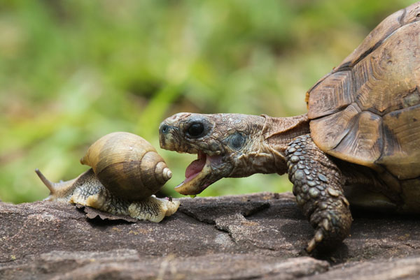 Is it safe for turtles to eat snails