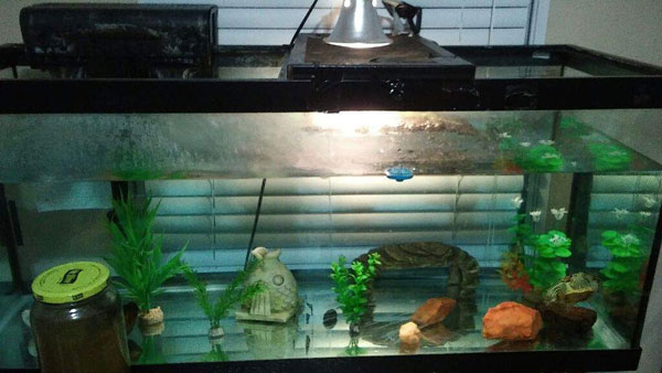 Keep the Turtle Tank clean