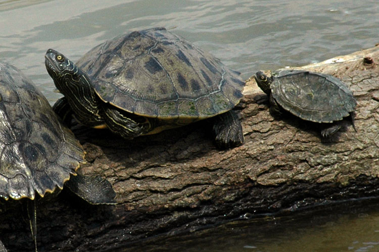 Mississippi Map Turtle Care: Everything You Need to Know!