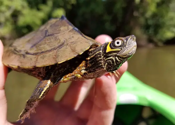 Mississippi Map Turtle