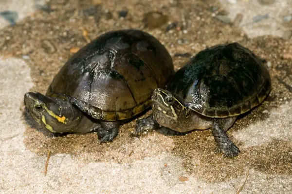 Basic Info About Mud Turtles