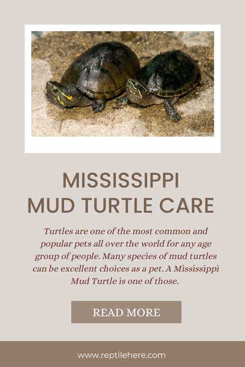 Mississippi Mud Turtle Care