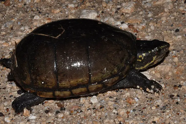 Mississippi Mud Turtle Care: A Complete Guide