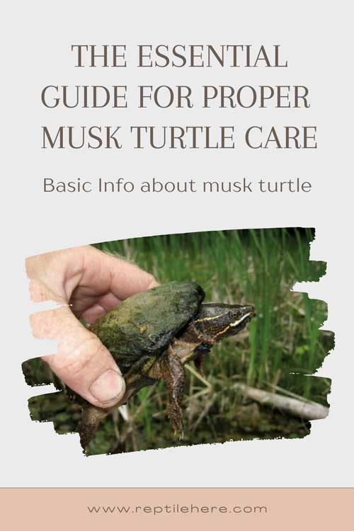Musk Turtle Care