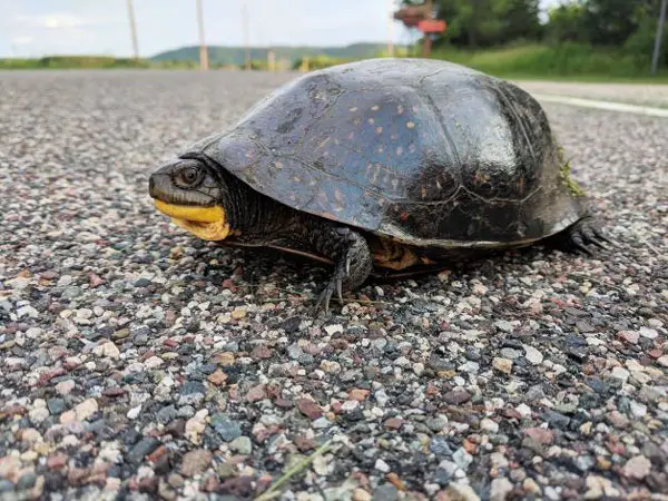 Other reasons why your turtle is eating rocks