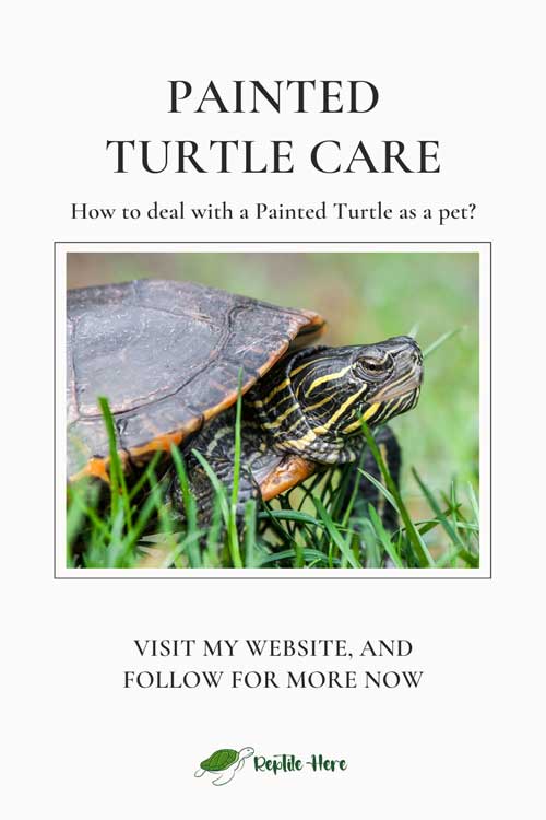 Painted Turtle Care