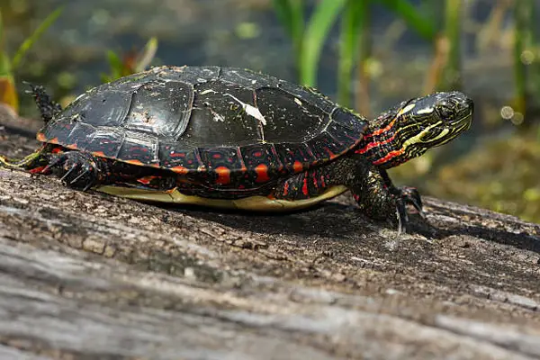 Painted Turtle Care Sheet for Food 