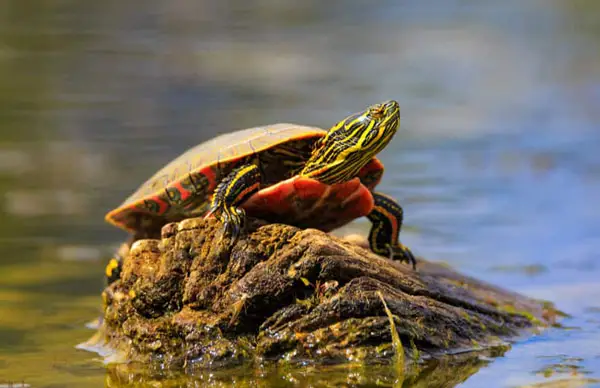 Painted Turtle food