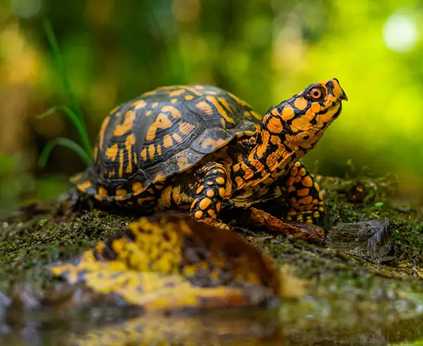 Precautions for Petting Eastern Box Turtles