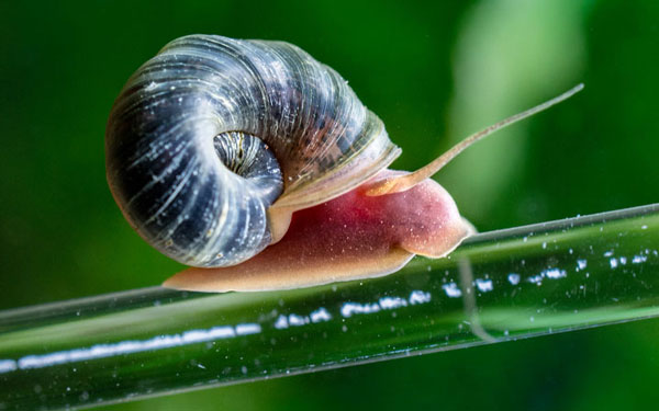 Ramshorn snail