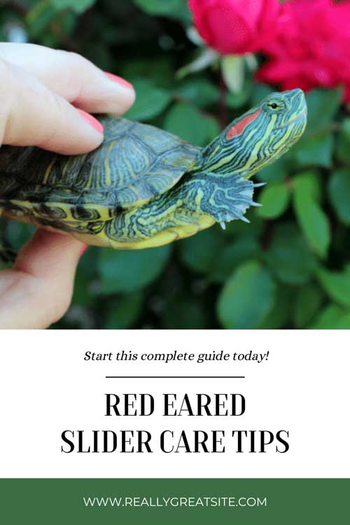 Red Eared Slider Care Tips