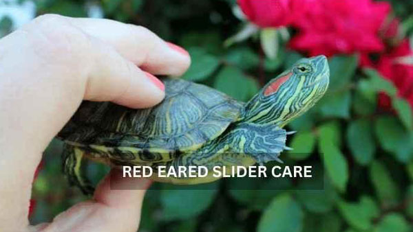 Red Eared Slider Care