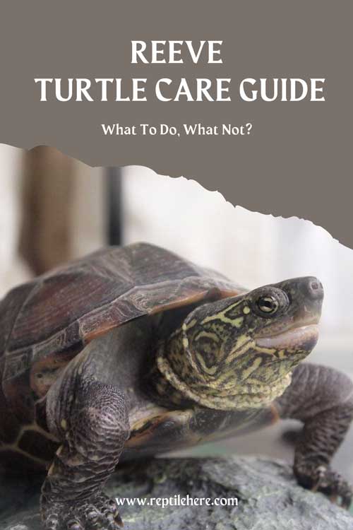Reeves Turtle Care Guide
