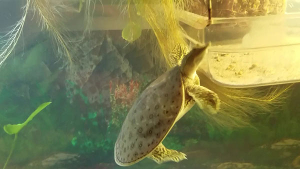 Set up a tank Chinese Softshell Turtle