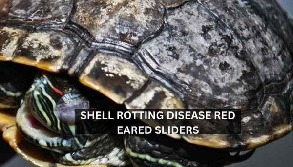 Shell Rotting Disease of Red Eared Sliders