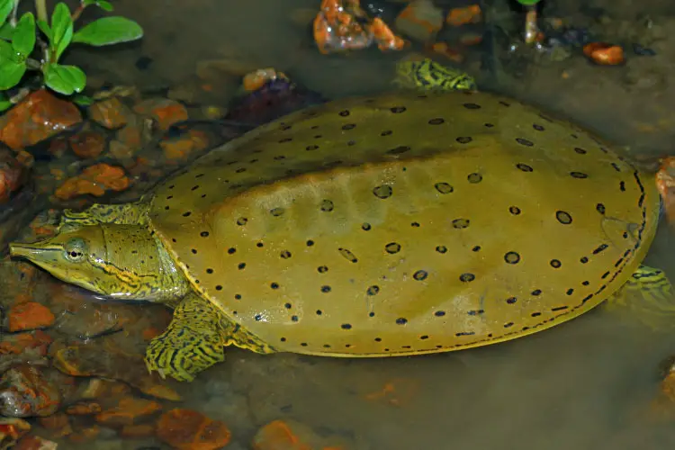 Spiny Softshell Turtle Care: Raise It Without Worry