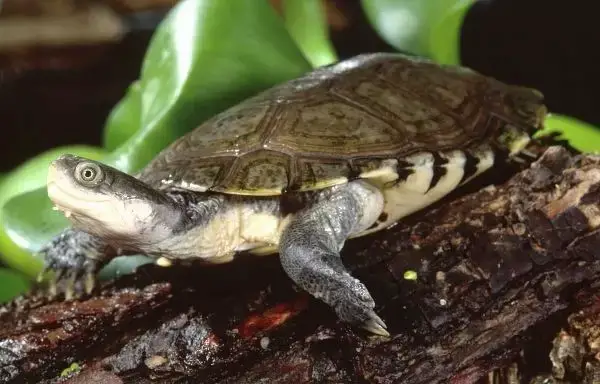How To Take Care Of African Helmeted Turtle