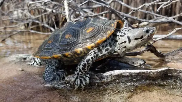 Take Care of a Diamondback Terrapin