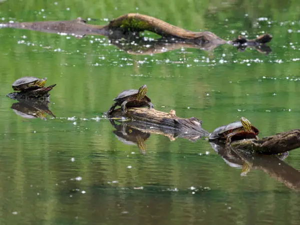 How to Take Care of a Painted Turtle