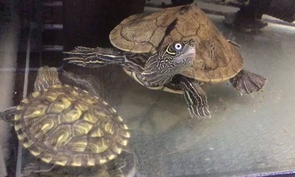 Take care of a Mississippi Map Turtle