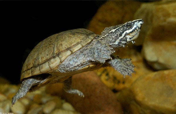 Take care of a Musk Turtles
