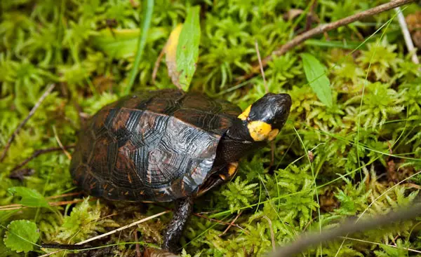 Take care of your bog turtles