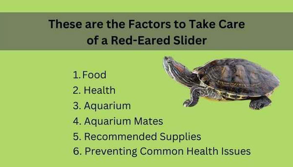 These are the Factors to Take Care of a Red-Eared Slider