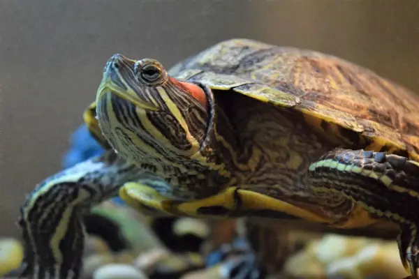 turtle biting his arm