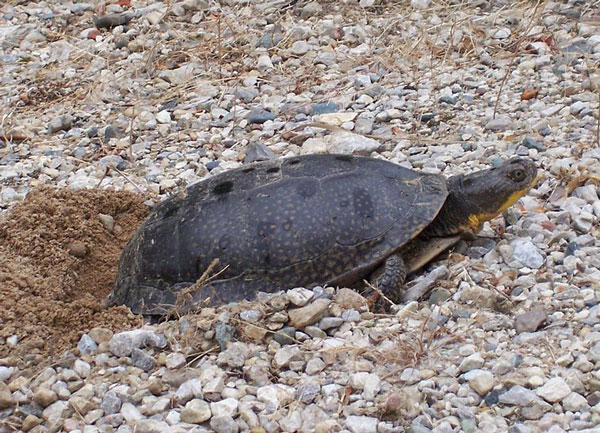 Turtle eat rocks