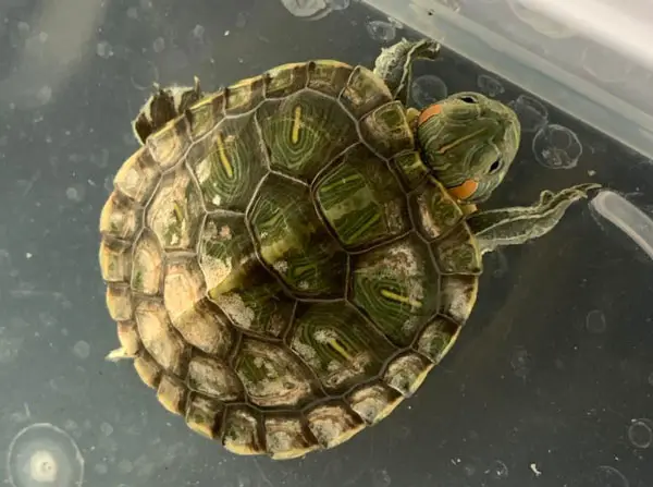 Turtle's Shell Turning White Fungal infection