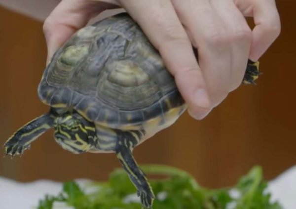 Turtle's Shell Turning White Salt bath against fungal infection