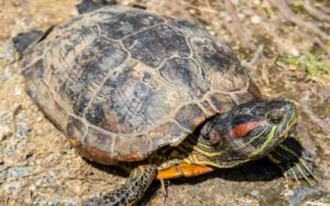 Why Is My Turtle's Shell Turning White?