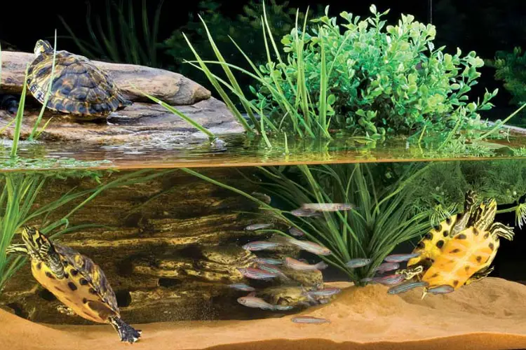 Water For Turtle Tank