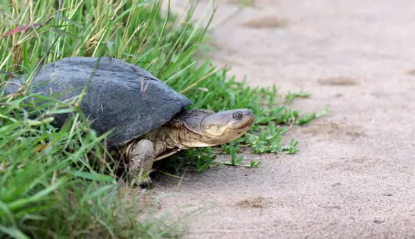 Weight Of African Helmeted Turtle