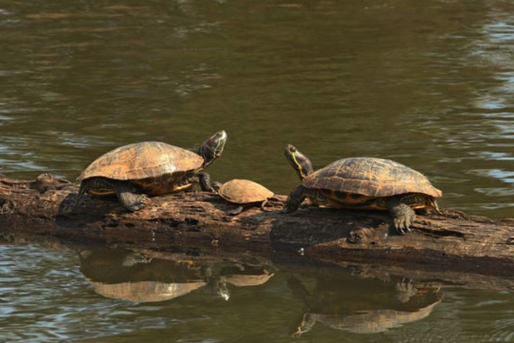 Western Pond Turtle Care