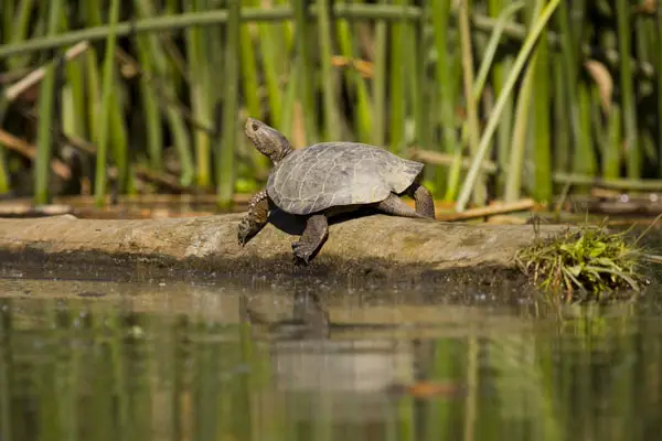 Western Pond Turtle