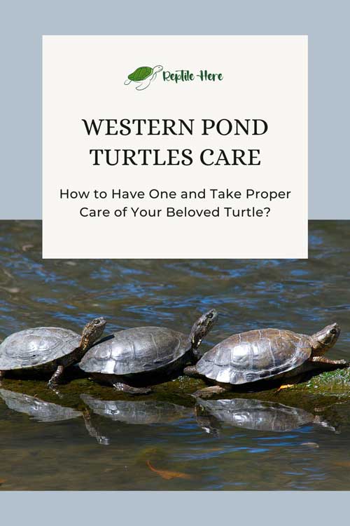 Western Pond Turtles