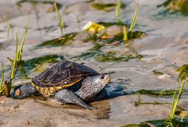 What Does A Diamondback Terrapin Need in a Tank