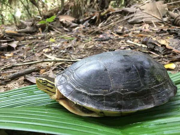 What Does An Asian Box Turtle Need In A Tank