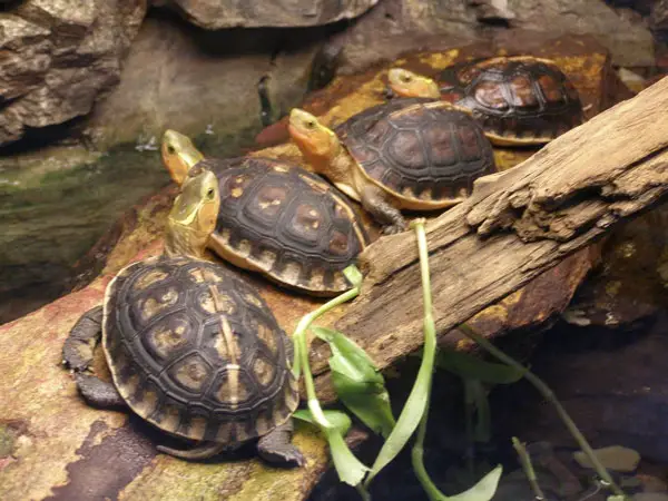 What Does a Chinese Box Turtle Need in a Tank