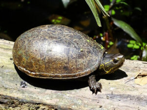 Mississippi Mud Turtle Care: A Complete Guide