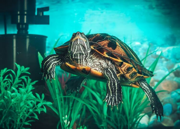 What Does a Red-Eared Slider Need in a Tank