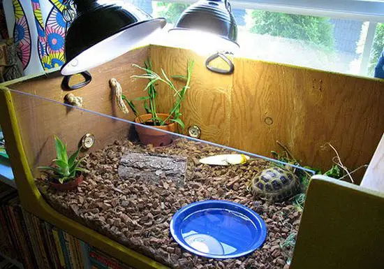 What Does an Eastern Box Turtle Need in a Tank