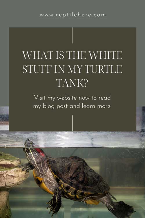 What Is The White Stuff In My Turtle Tank