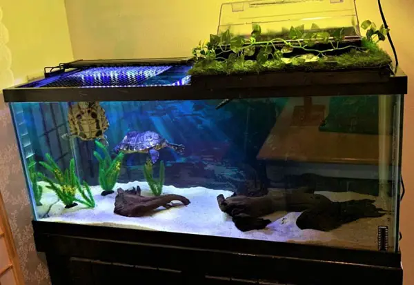 What causes mold in turtle tank